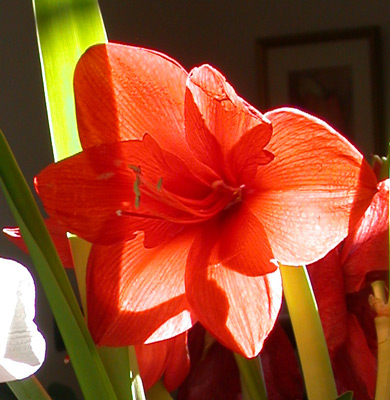 Image - red flower against black background