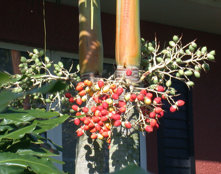 Image - palm berries