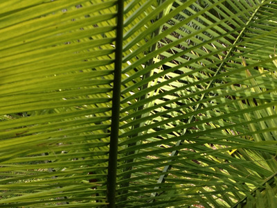 Image - green palm fronds, close up