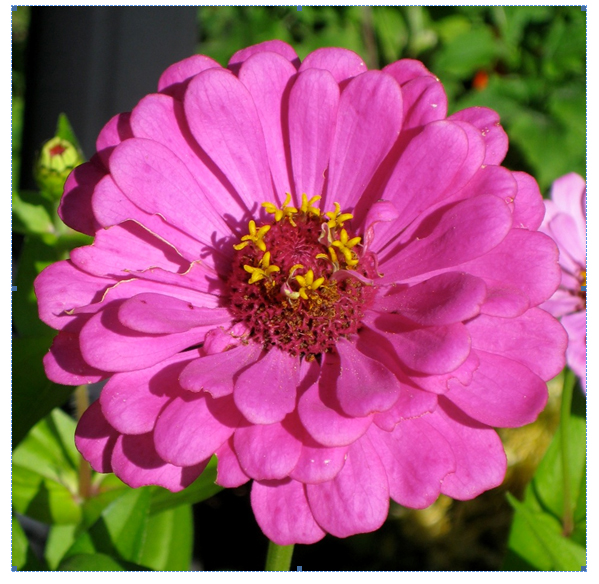 Image - hot pink flower