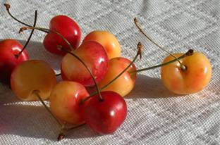 yellow & red cherries