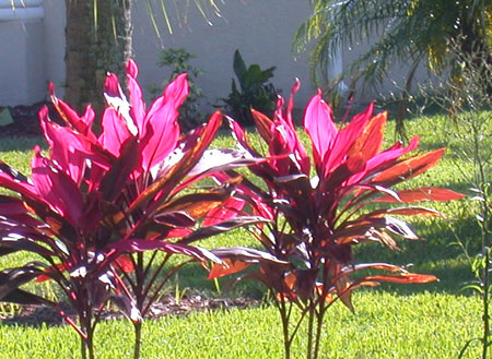Image - ti plants, cropped